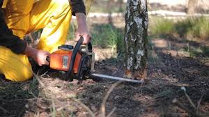 How Our Tree Care Process Works  in  Grand Forks Af, ND